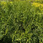 Tuja západná (Thuja occidentalis) ´BRABANT´ - výška 50-60 cm, kont. C2L